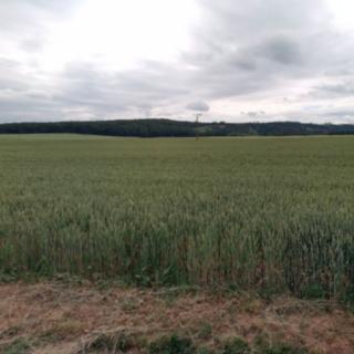 Dražba zemědělské půdy 7003 m² Jinačovice