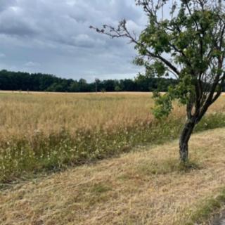 Prodej stavební parcely 1109 m&sup2; Hřibiny-Ledská