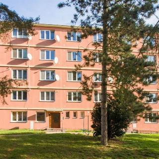 Pronájem bytu 2+1 58 m² Jihlava, Alšova