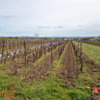 Prodej ostatního pozemku 1 280 m² Prušánky, 