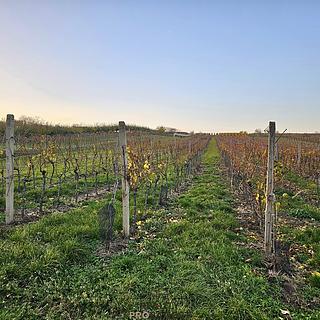 Prodej stavební parcely 800 m&sup2; Starý Poddvorov