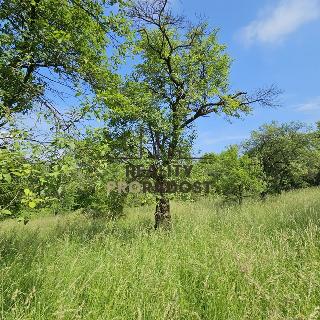 Prodej ostatních pozemků 4253 m² Koryčany