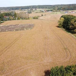 Prodej zemědělské půdy 27 614 m² Dvůr Králové nad Labem, Do Polí