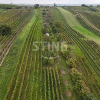 Prodej ostatních pozemků 2286 m&sup2; Čejkovice