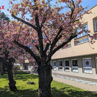 Pronájem ostatního komerčního prostoru 26 m² Vyškov, Puškinova