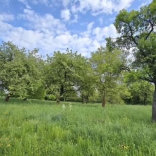 Pronájem zemědělské půdy 2 532 m² Turnov, 