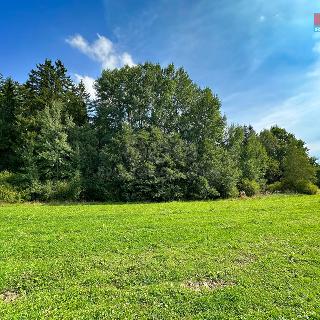 Prodej lesa Kamenice nad Lipou