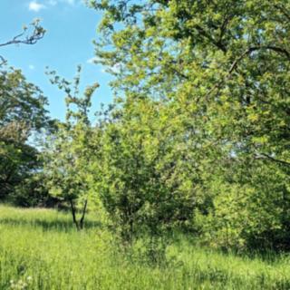 Prodej zemědělské půdy 912 m² Třebenice