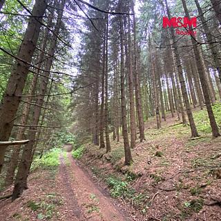 Prodej lesa 11485 m&sup2; Strážná