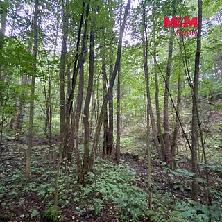 Prodej lesa 1204 m&sup2; Strážná