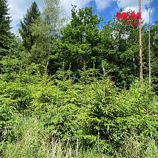 Prodej lesa 1272 m&sup2; Slabčice