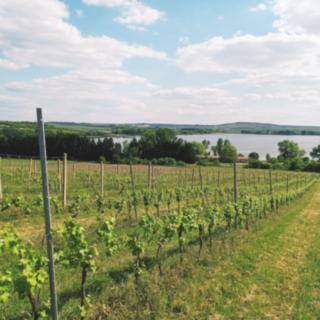 Prodej ostatních pozemků 21196 m&sup2; Sedlec