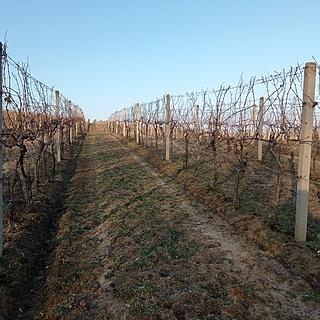 Prodej ostatních pozemků 10093 m&sup2; Novosedly