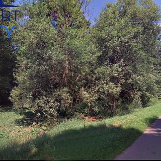 Prodej stavební parcely 637 m&sup2; Jiříkov