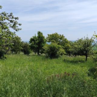 Prodej ostatního pozemku 6 605 m² Podsedice
