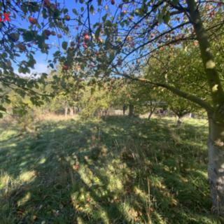 Prodej zahrady 702 m&sup2; Stráž nad Ohří