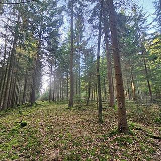 Prodej lesa 9174 m&sup2; Borovany