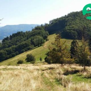 Prodej ostatních pozemků 4998 m&sup2; Košařiska