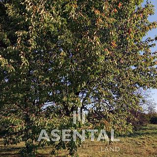 Prodej stavební parcely 3945 m&sup2; Doubrava