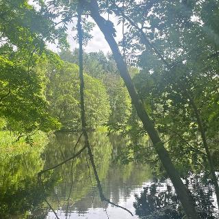 Prodej louky 360 000 m² Chlum u Třeboně, 