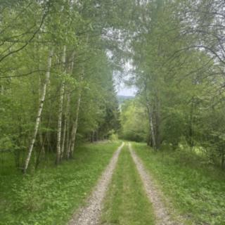 Prodej lesa 29 000 m² Vimperk