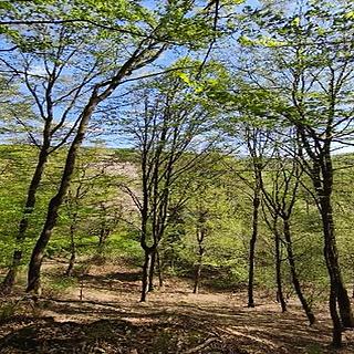 Prodej lesa 26738 m&sup2; Luže