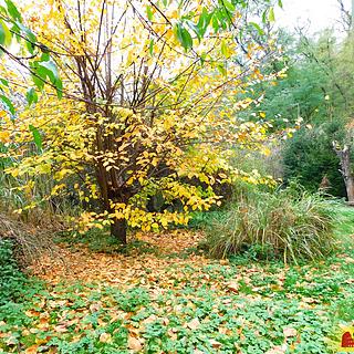 Prodej zahrady 387 m² Dyje