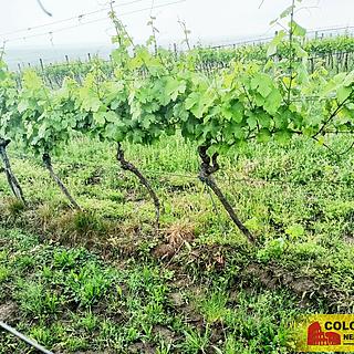 Prodej zemědělské půdy 34673 m&sup2; Němčičky