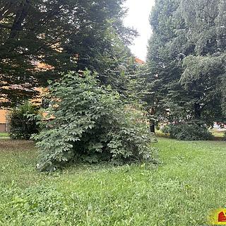 Prodej zahrady 134 m&sup2; Olomouc