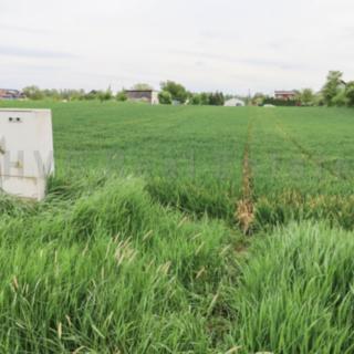 Prodej stavební parcely 1247 m² Ostrava