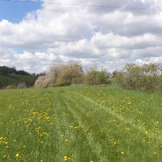 Prodej ostatních pozemků 5357 m² Vítkov