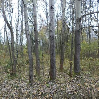 Prodej stavební parcely 2391 m&sup2; Rozvadov