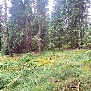 Prodej zemědělské půdy 11900 m&sup2; Krásná