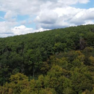 Prodej lesa 22668 m² Lelekovice