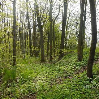 Prodej lesa 14492 m² Morávka