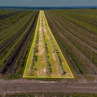 Prodej zemědělské půdy 3706 m&sup2; Velké Bílovice