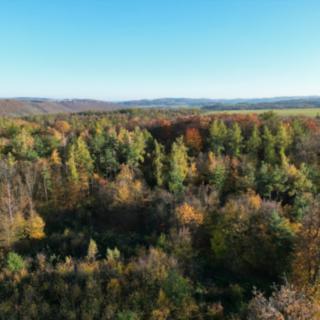 Prodej lesa 457 172 m² Trnová