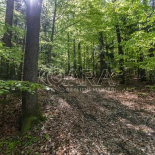 Prodej lesa 28 851 m² Brloh