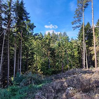 Prodej lesa 233155 m&sup2; Žďár