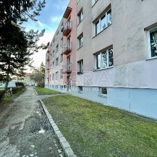 Pronájem bytu 2+1 50 m² Nymburk, U Růžáku