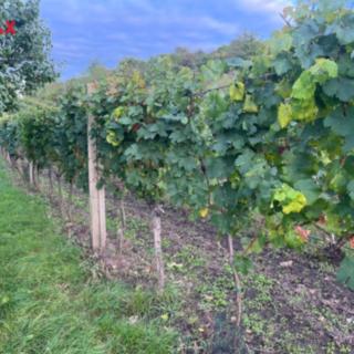 Prodej ostatních pozemků 3118 m&sup2; Dolní Dunajovice