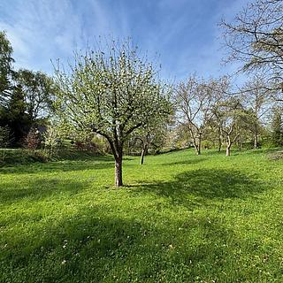 Prodej stavební parcely 3412 m&sup2; Žandov