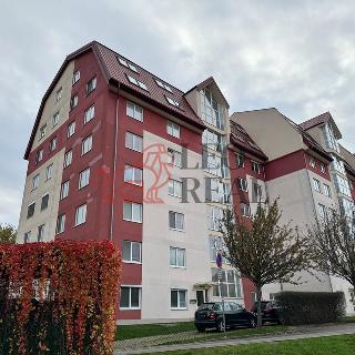 Prodej bytu 2+1 53 m² Brno, Molákova