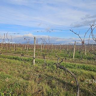 Prodej ostatních pozemků 20906 m² Mikulov