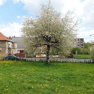 Pronájem bytu 2+1 49 m² Ústí nad Labem, Všebořická