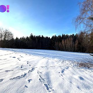 Prodej lesa 43856 m&sup2; Žďár nad Sázavou