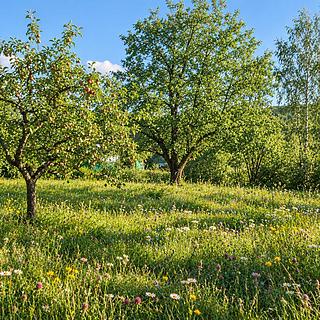 Prodej stavební parcely 1074 m&sup2; Nová Bystřice