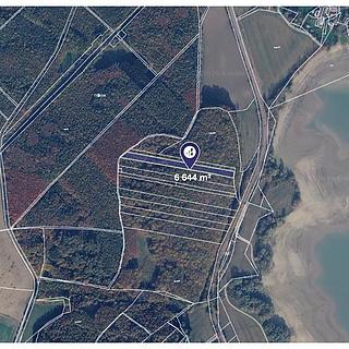 Prodej lesa 6644 m&sup2; Česká Skalice