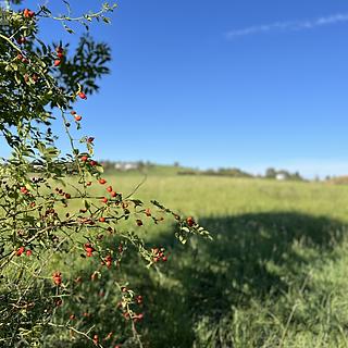 Prodej stavební parcely 1541 m² Příbor