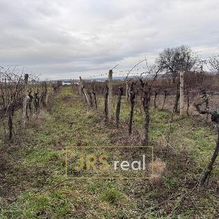 Prodej zemědělské půdy 1 378 m² Brumovice, 